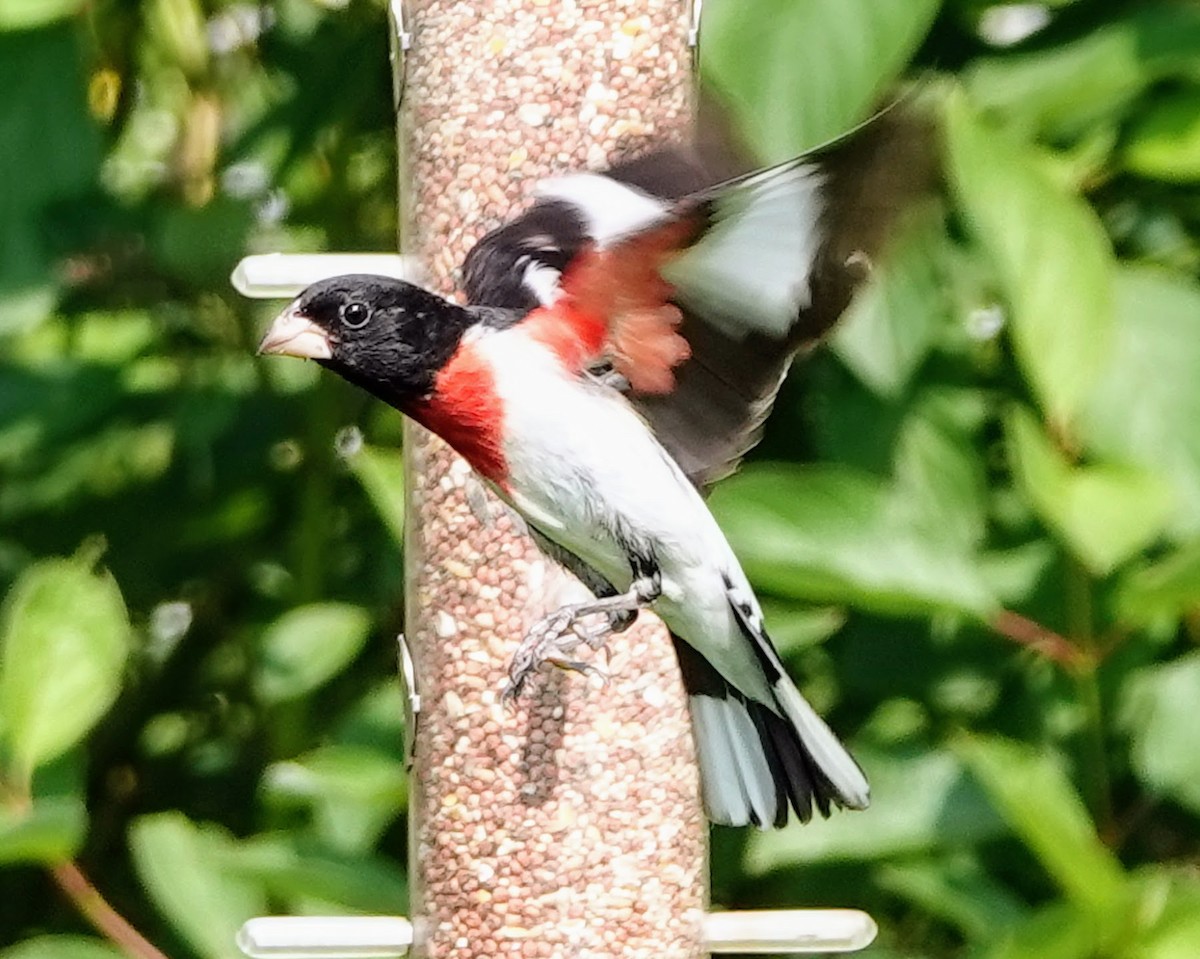 Rose-breasted Grosbeak - ML620636481