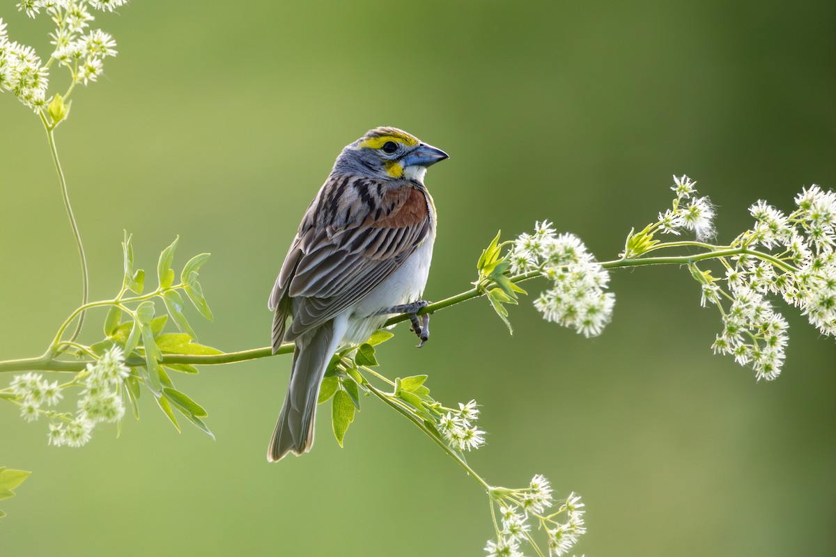 Dickcissel d'Amérique - ML620636483