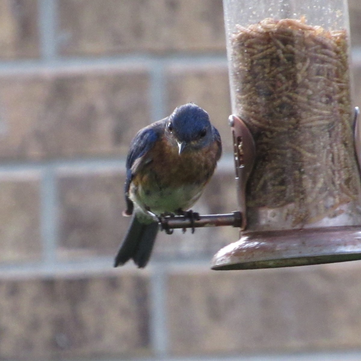 Eastern Bluebird - ML620636484