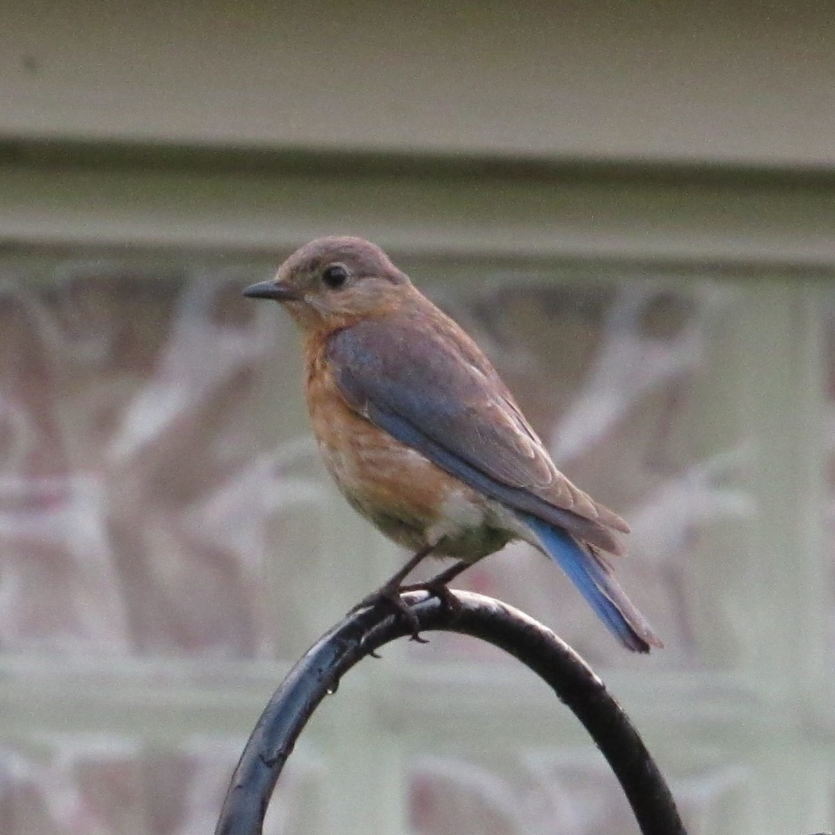 Eastern Bluebird - ML620636485