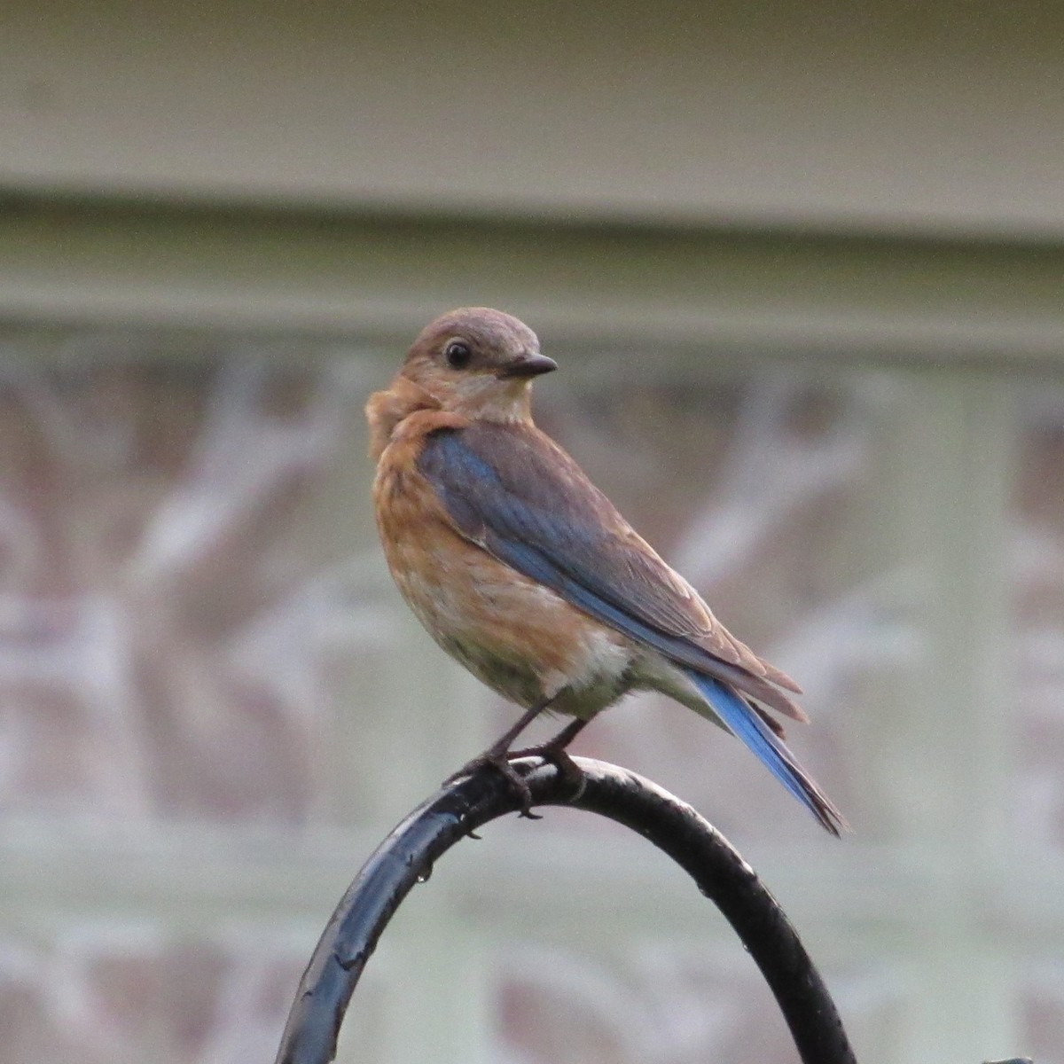 Eastern Bluebird - Judy Behrens