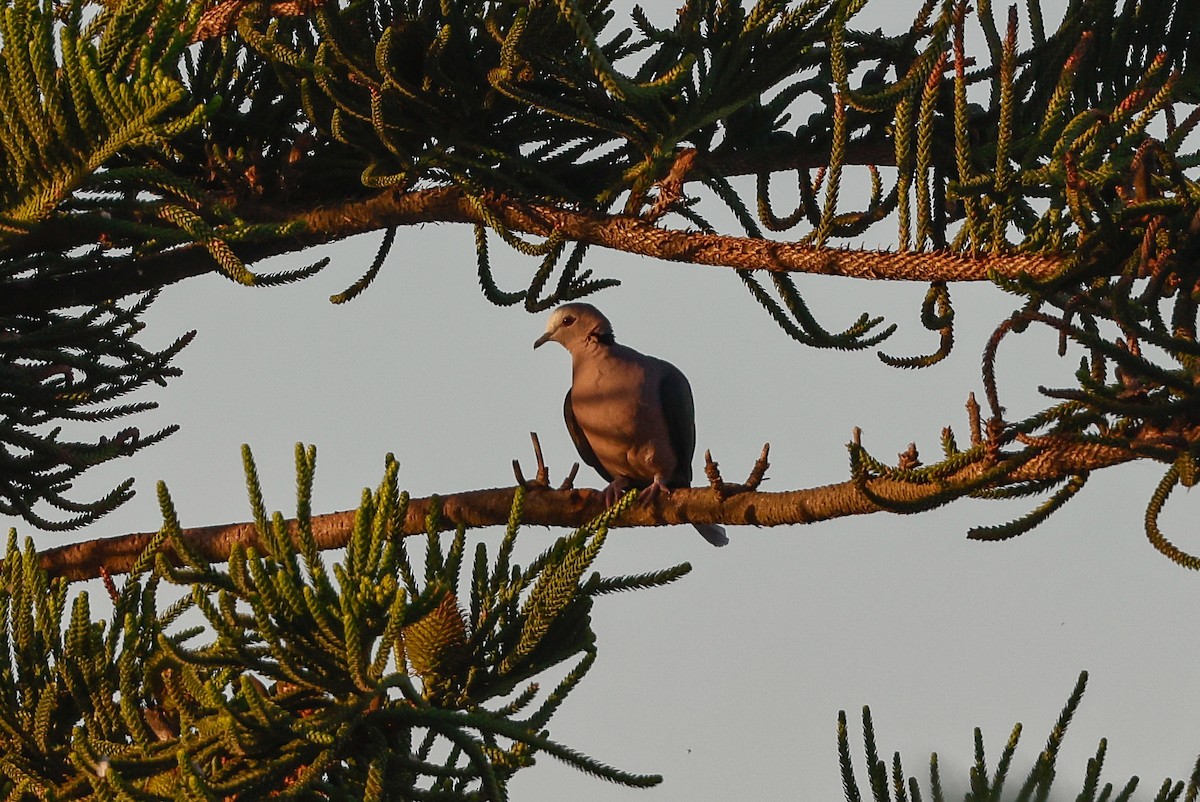 Red-eyed Dove - Tommy Pedersen