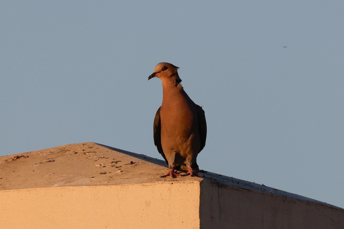 Red-eyed Dove - ML620636489