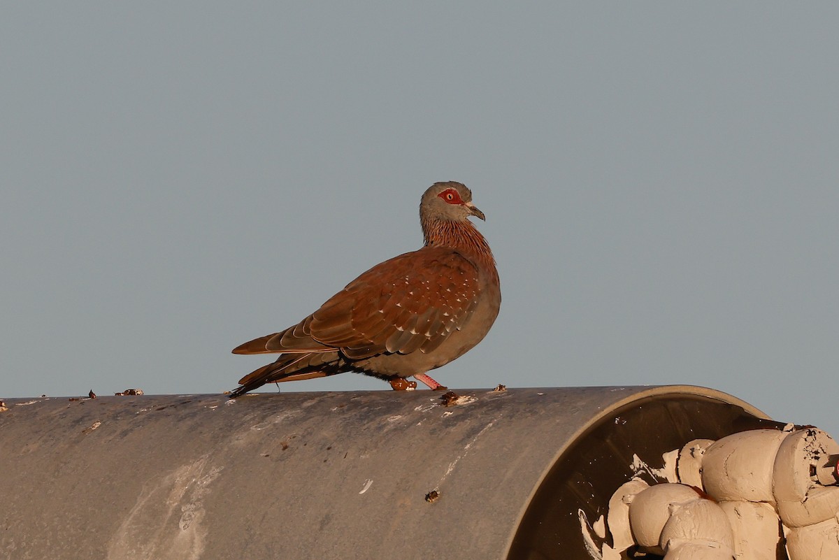 Speckled Pigeon - ML620636490