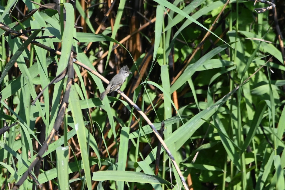 Southern Beardless-Tyrannulet - alexandre bibeau