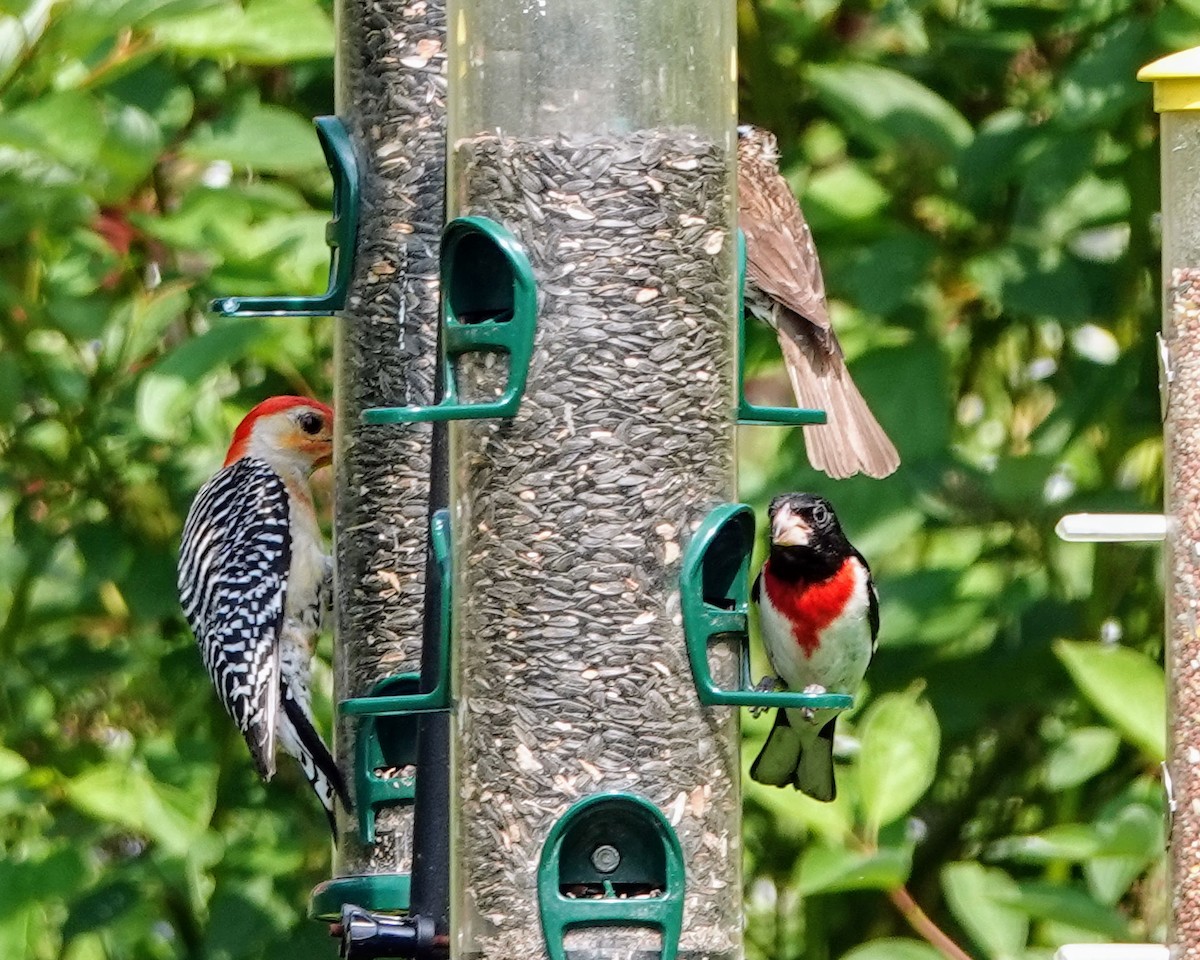 Red-bellied Woodpecker - ML620636498