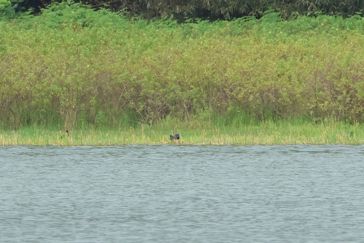 Australasian Swamphen - ML620636503