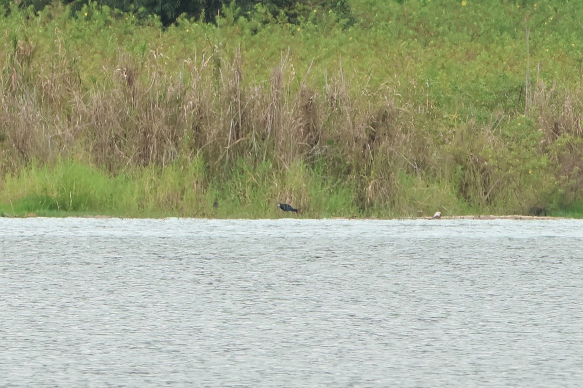 Australasian Swamphen - ML620636504