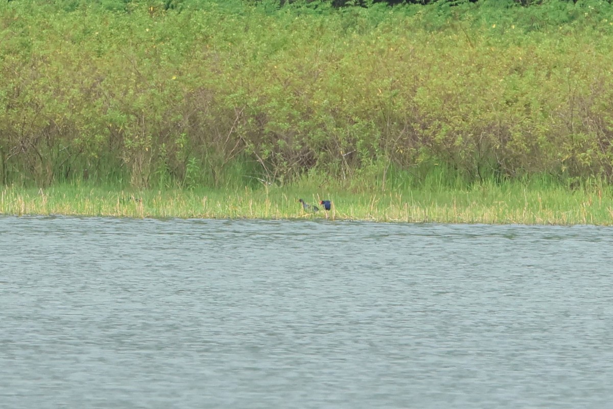 Australasian Swamphen - ML620636505