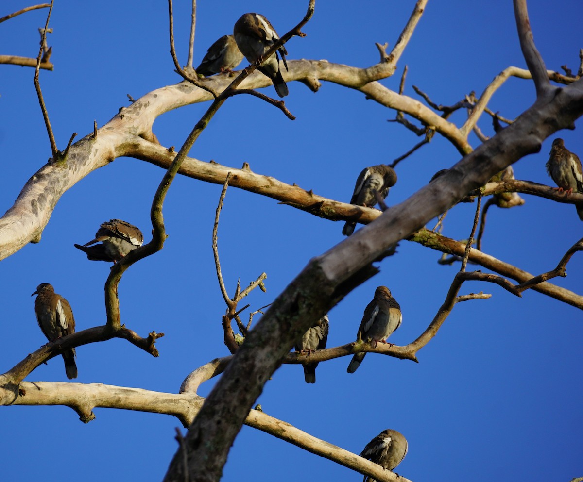 White-winged Dove - ML620636506