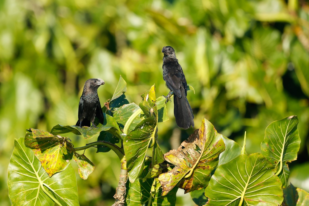 Smooth-billed Ani - ML620636507