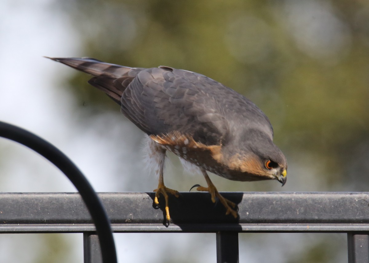 Sharp-shinned Hawk - ML620636508