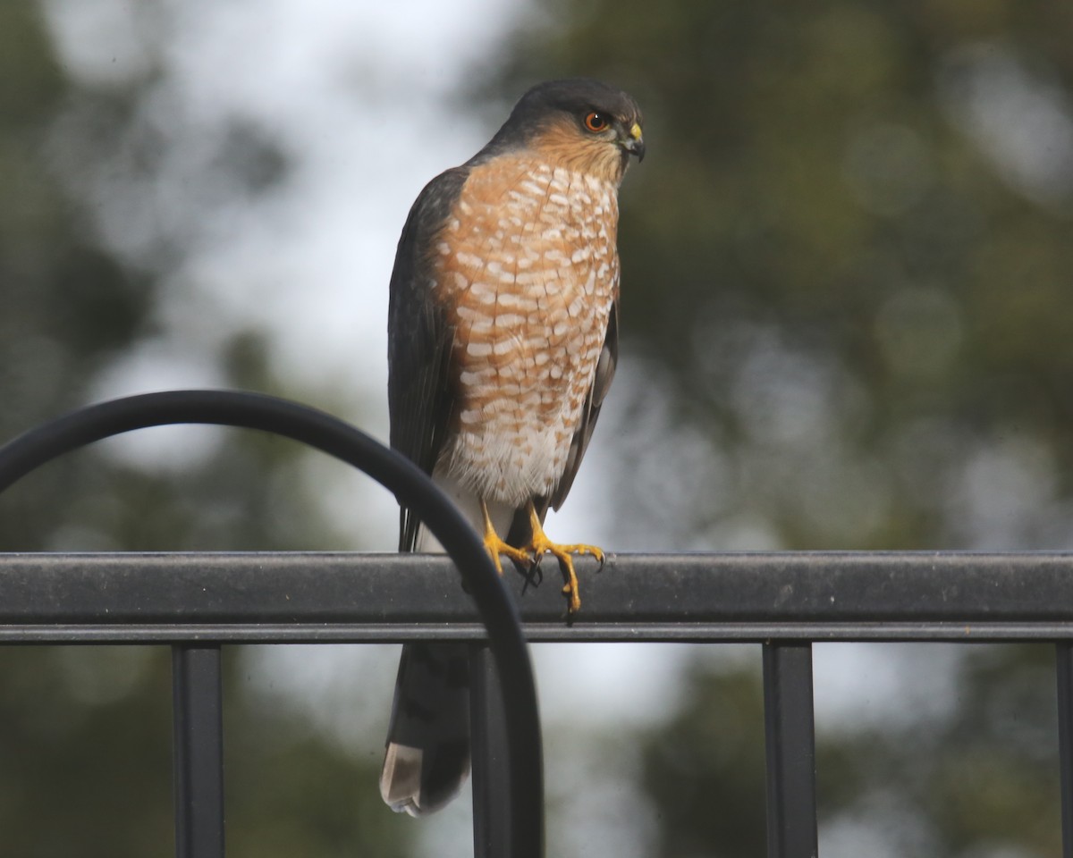 Sharp-shinned Hawk - ML620636509