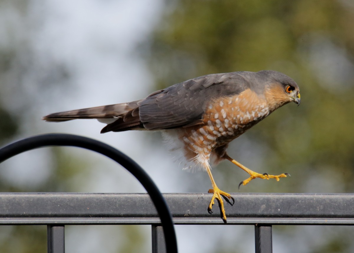 Sharp-shinned Hawk - ML620636510