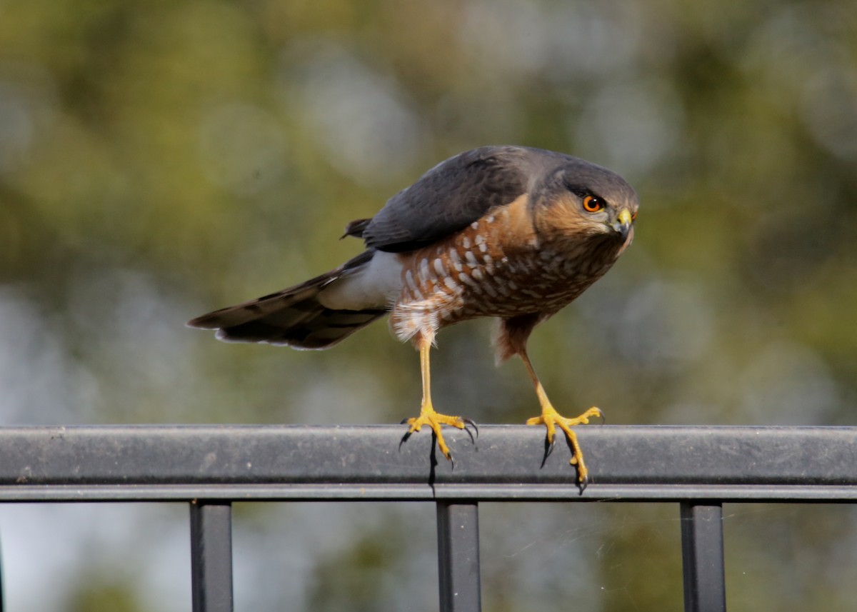 Sharp-shinned Hawk - ML620636511