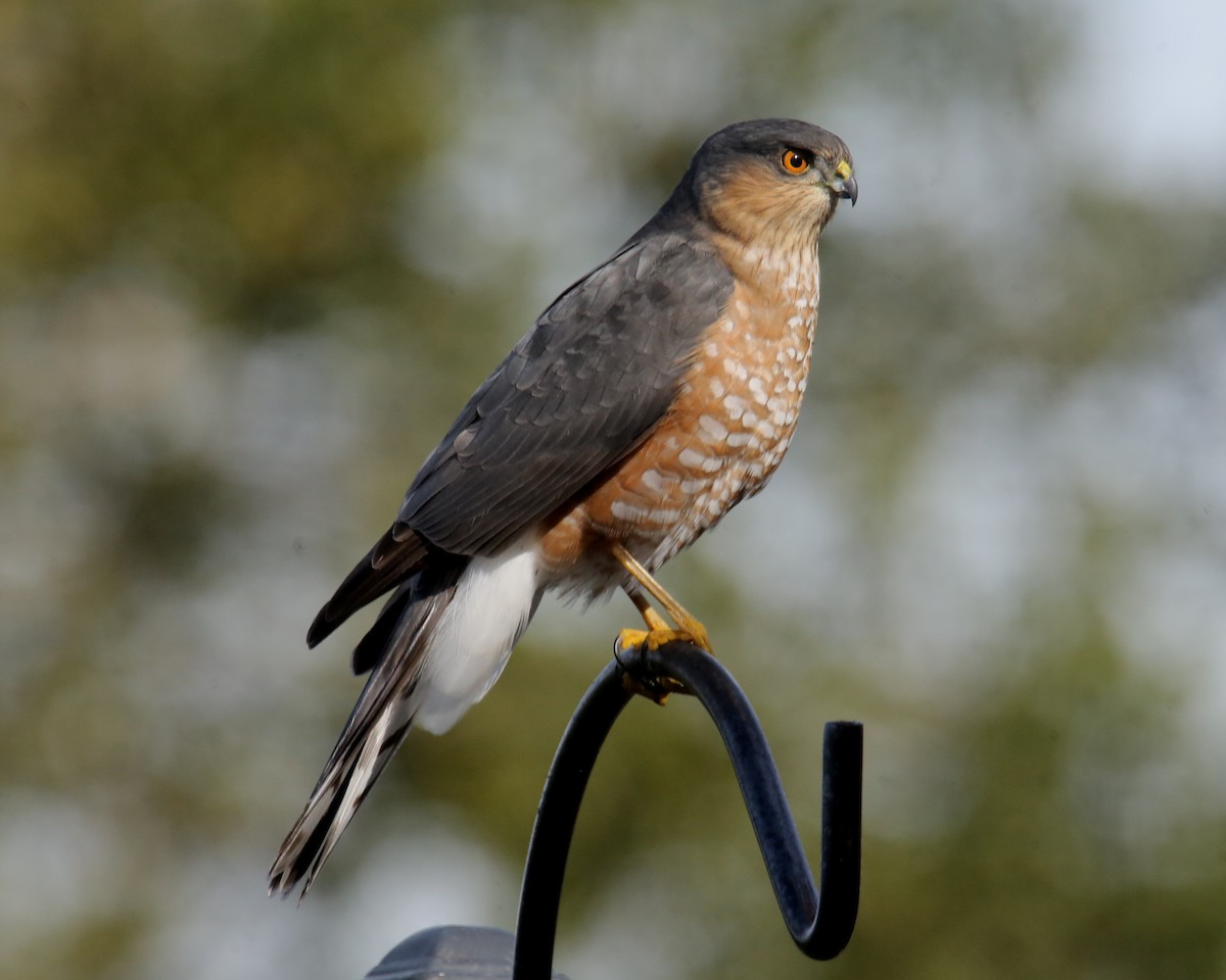 Sharp-shinned Hawk - ML620636512