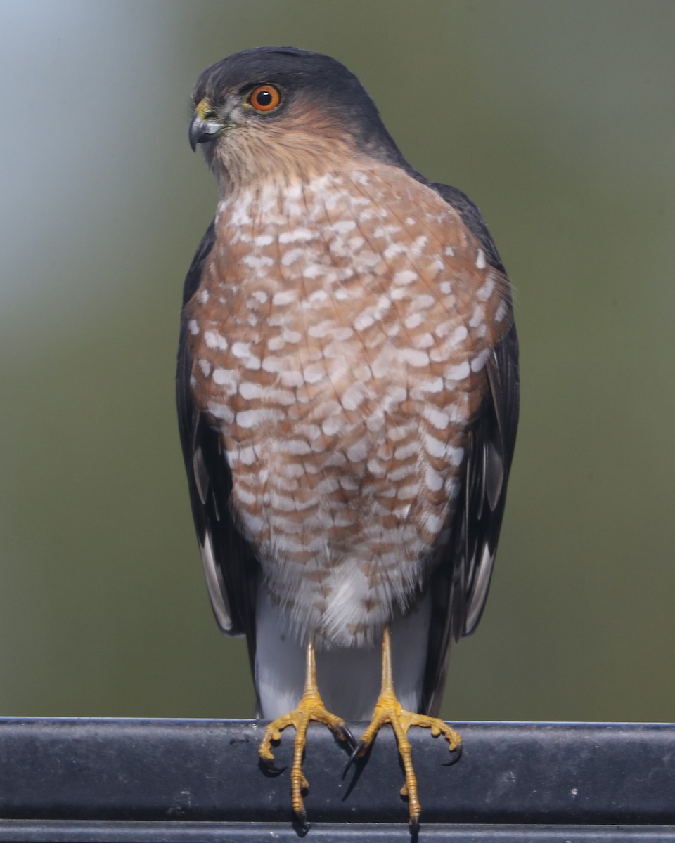 Sharp-shinned Hawk - ML620636514