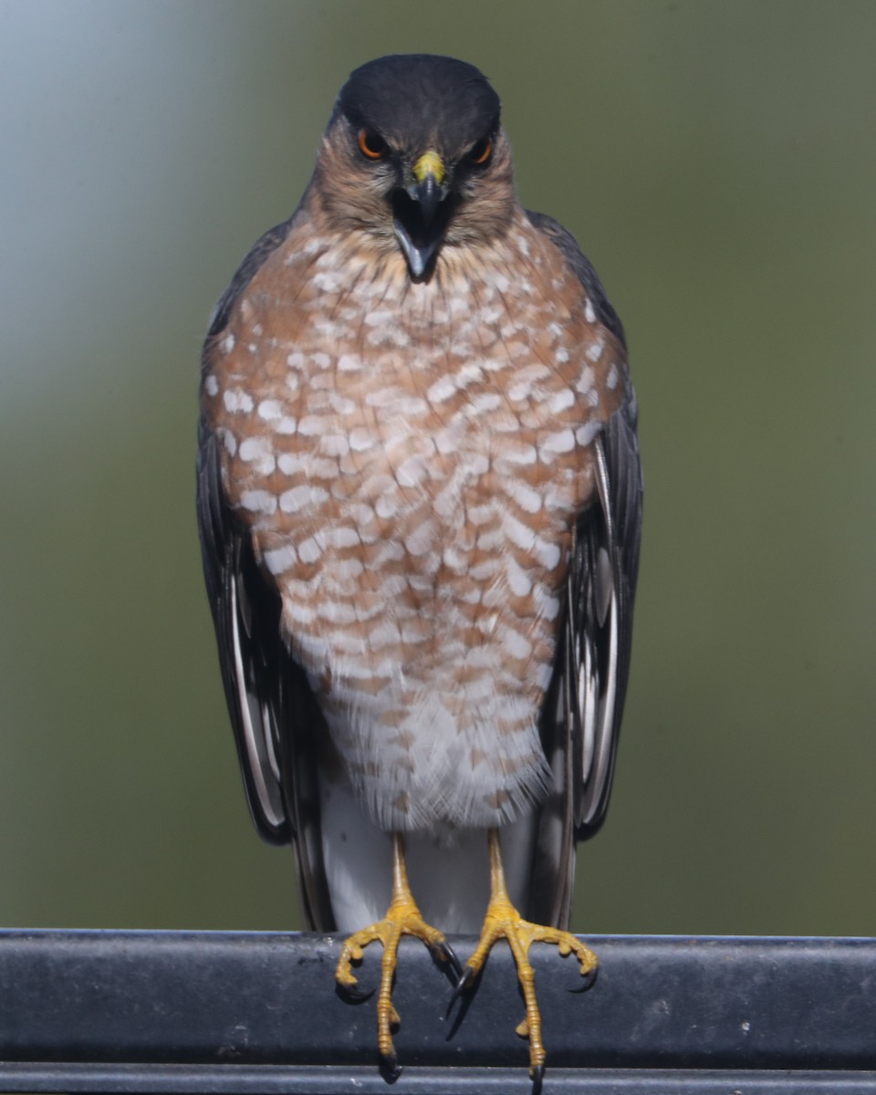 Sharp-shinned Hawk - ML620636515