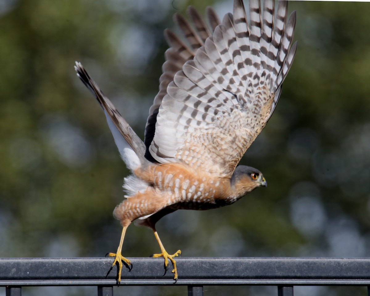 Sharp-shinned Hawk - ML620636516