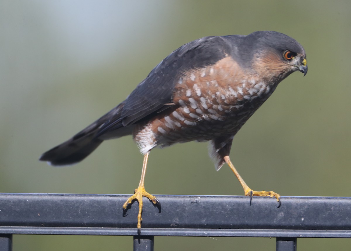 Sharp-shinned Hawk - ML620636517