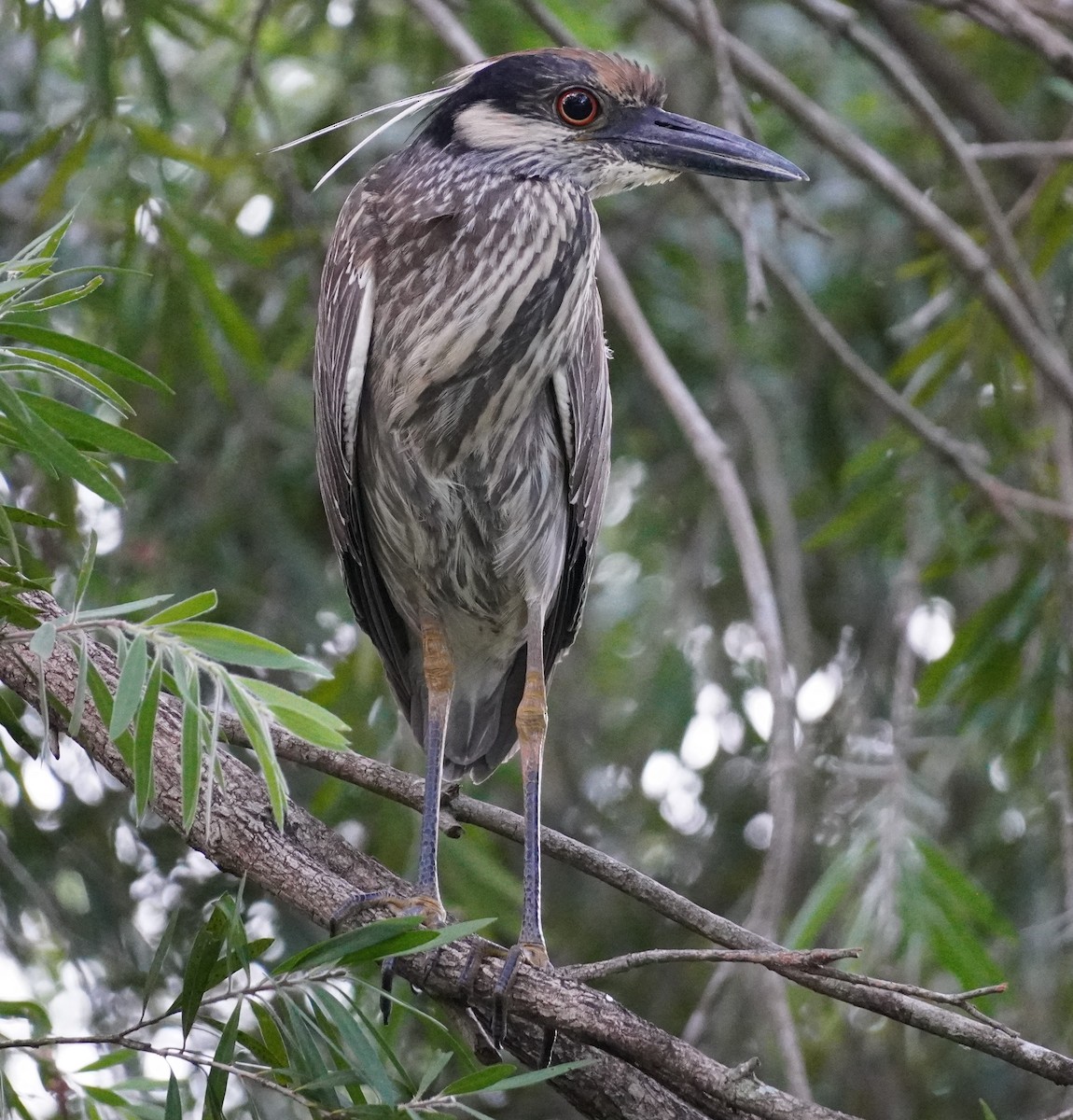 Yellow-crowned Night Heron - ML620636518