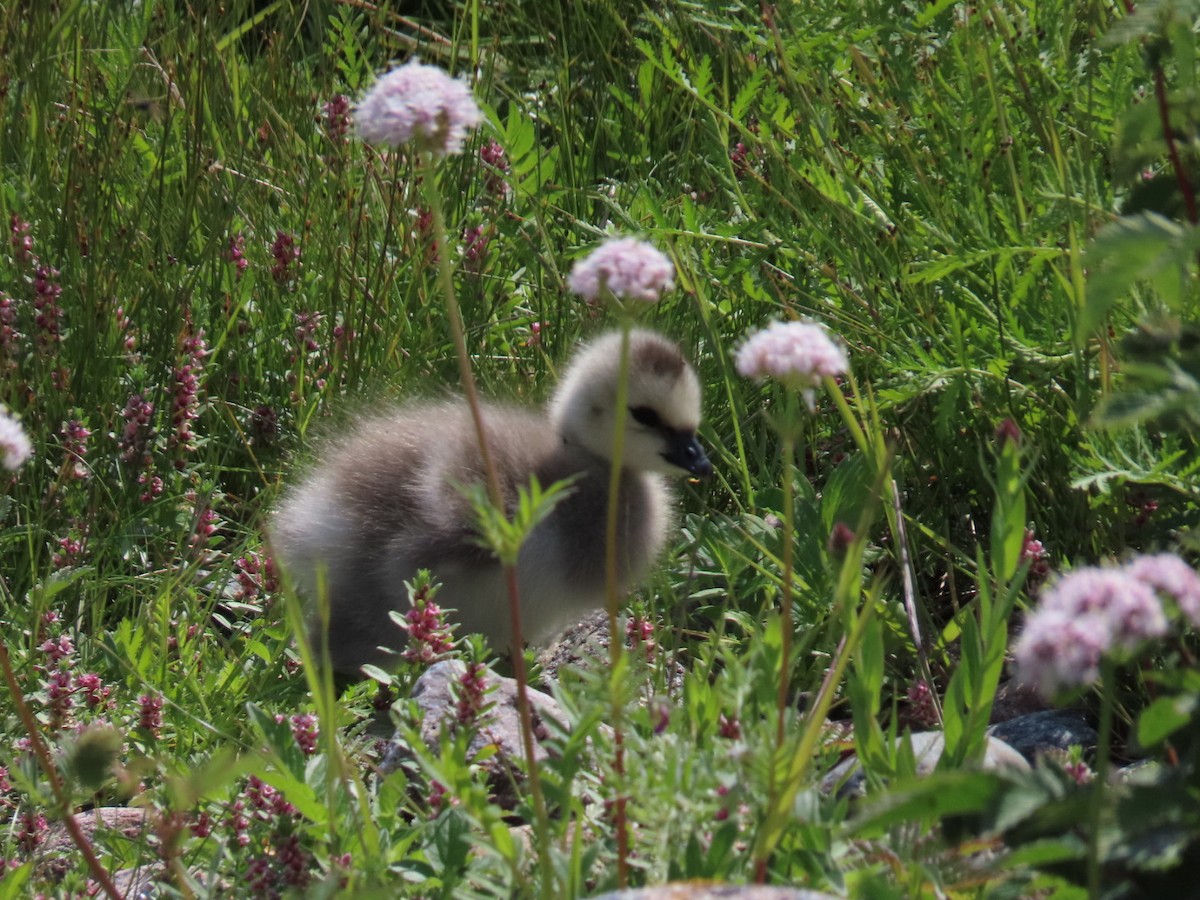 Barnacle Goose - ML620636520