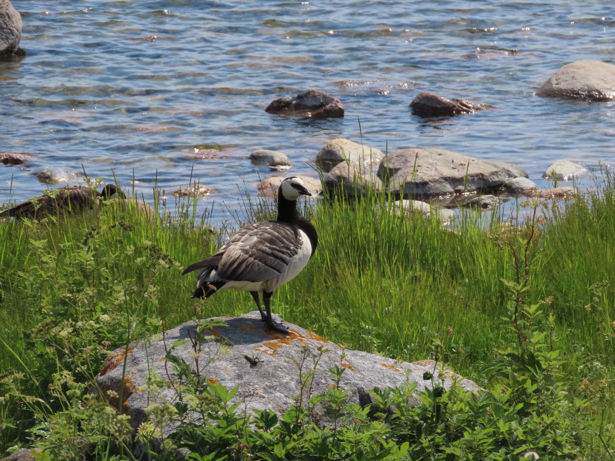 Barnacle Goose - ML620636521