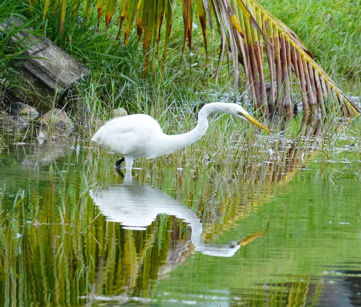 Great Egret - ML620636522