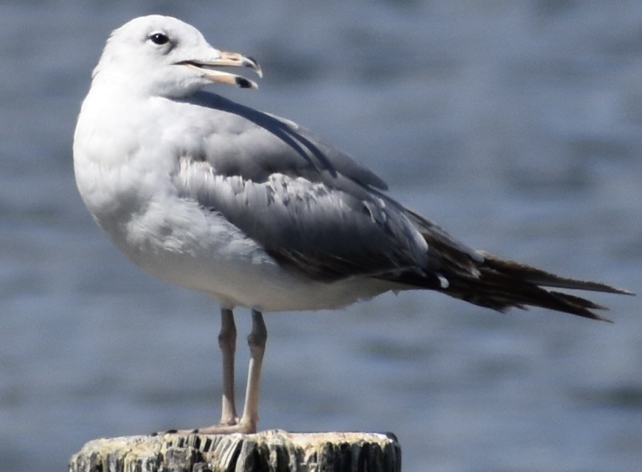 Ring-billed Gull - ML620636525