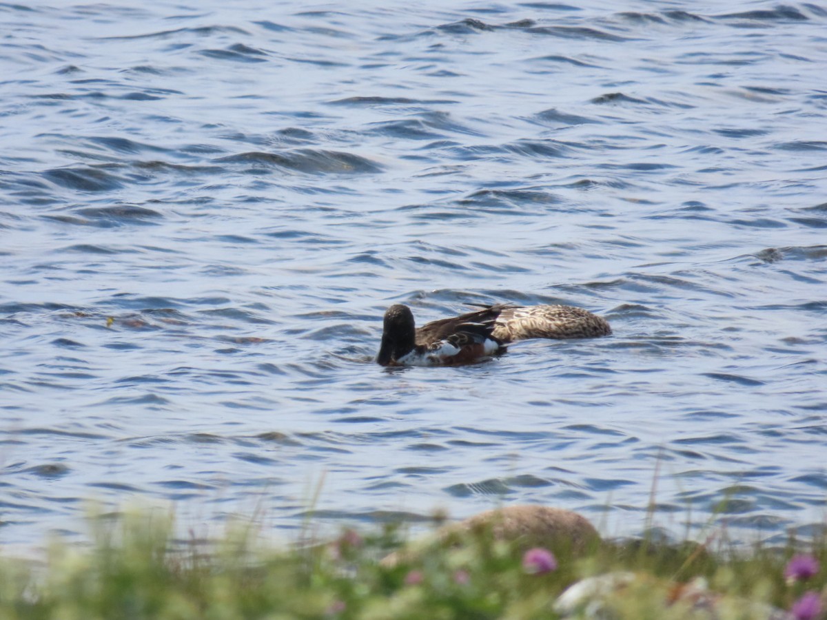 Northern Shoveler - ML620636534