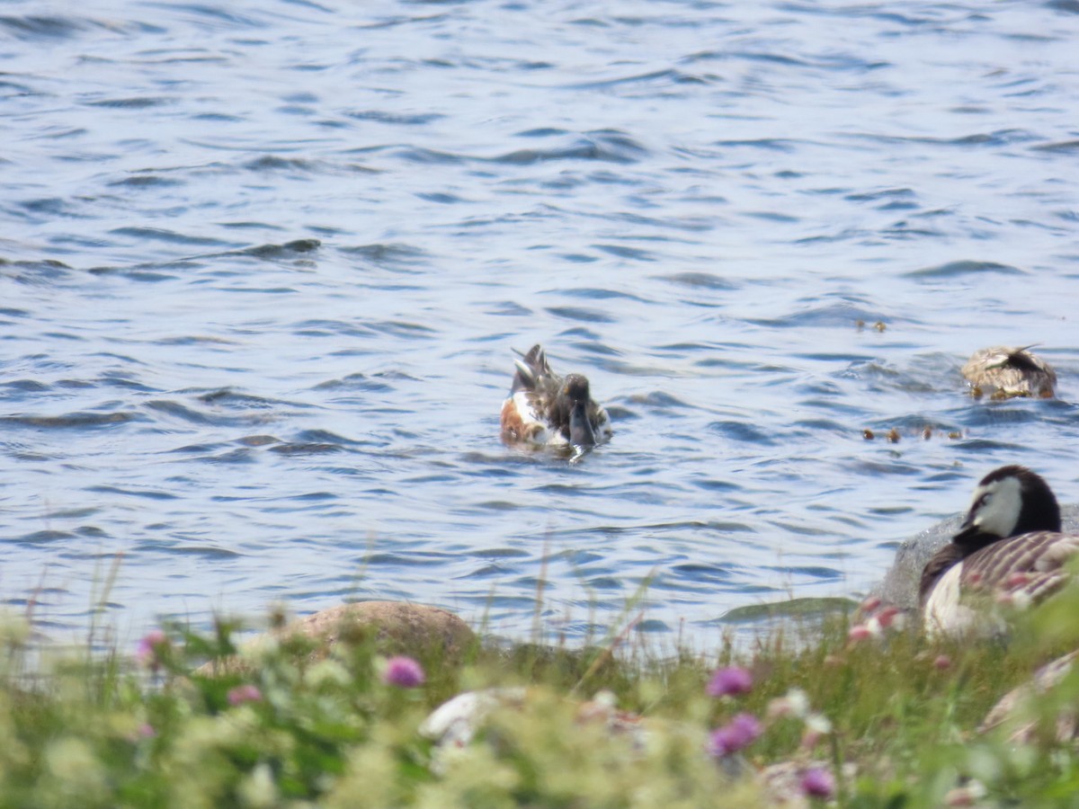 Northern Shoveler - ML620636535