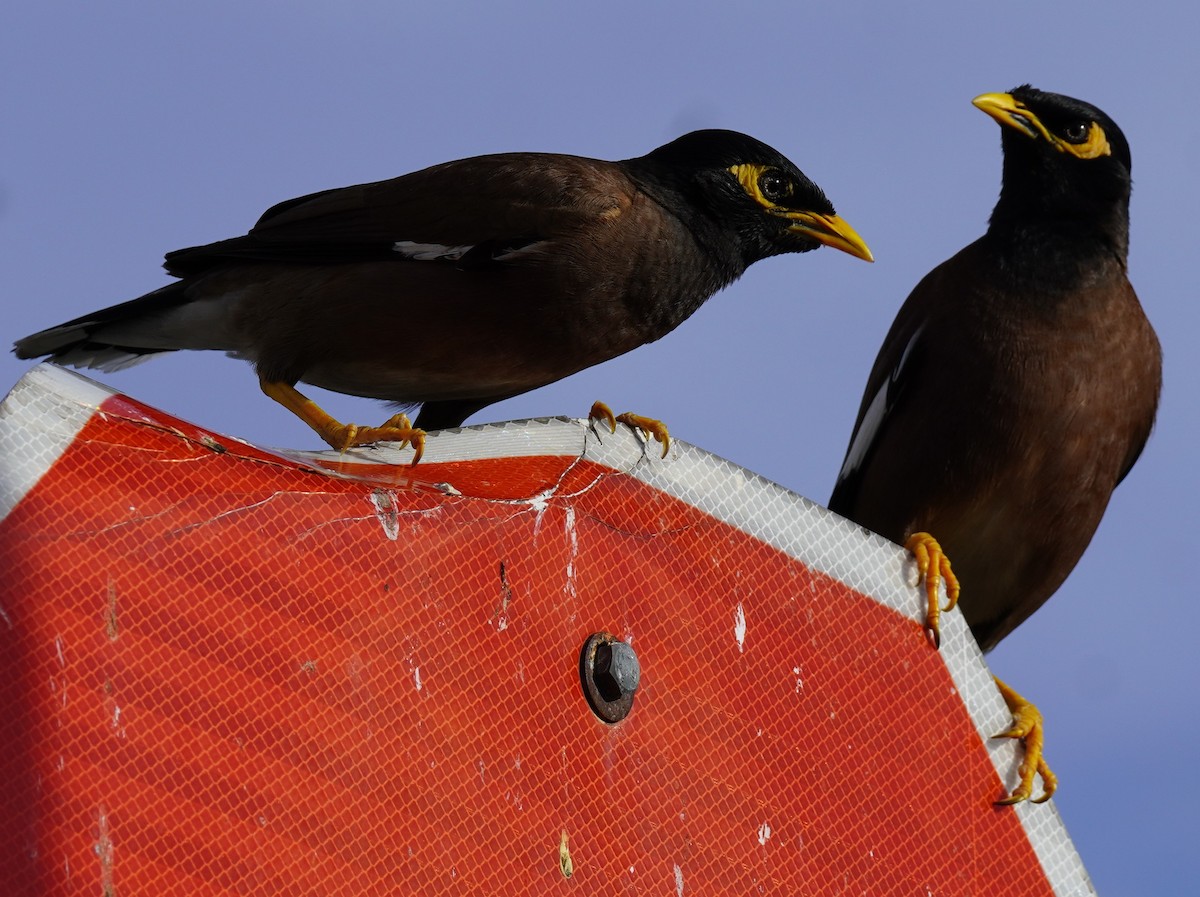 Common Myna - ML620636537