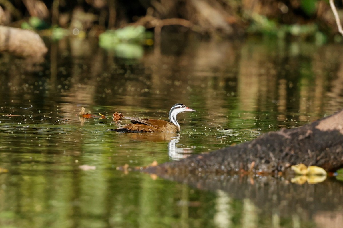 Sungrebe - ML620636539