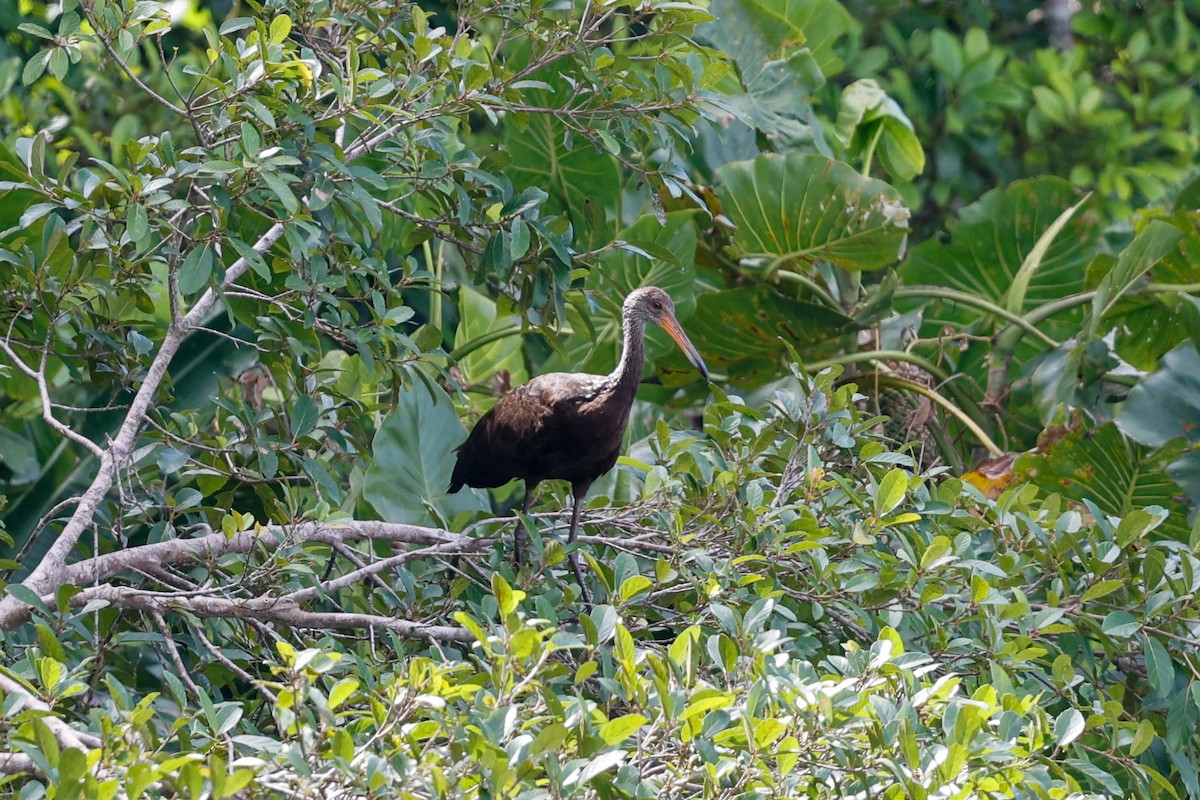 Limpkin (Brown-backed) - ML620636543