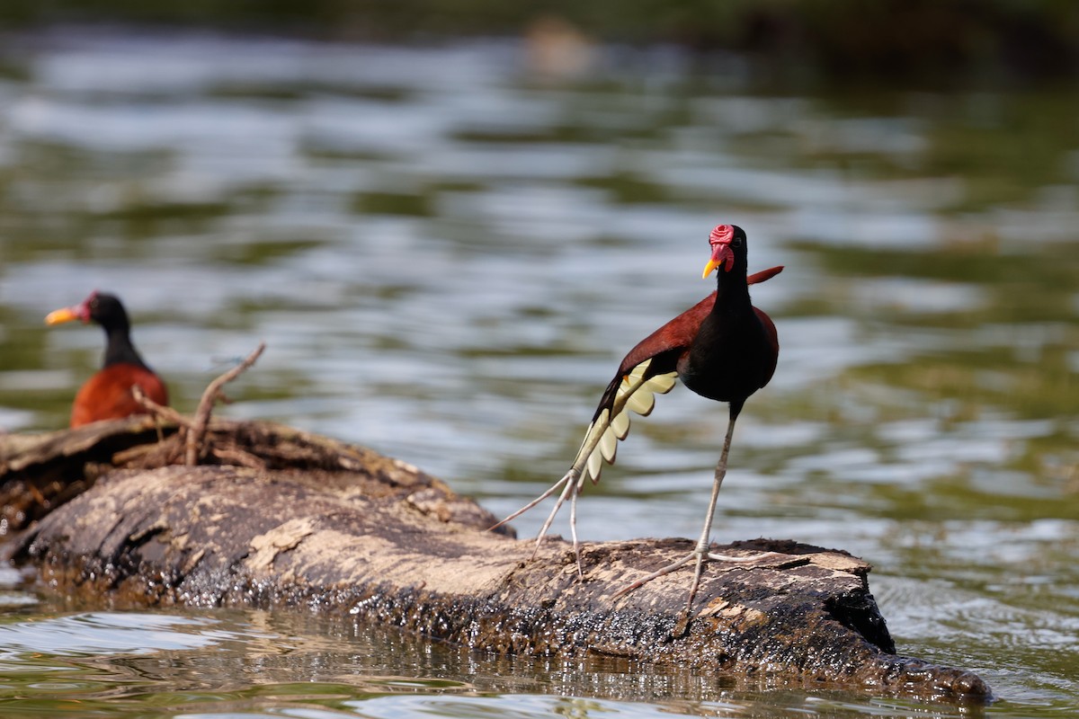 Wattled Jacana (Chestnut-backed) - ML620636547