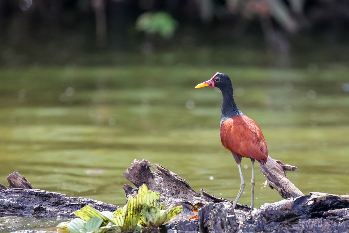 Jacana Suramericana (grupo jacana) - ML620636548