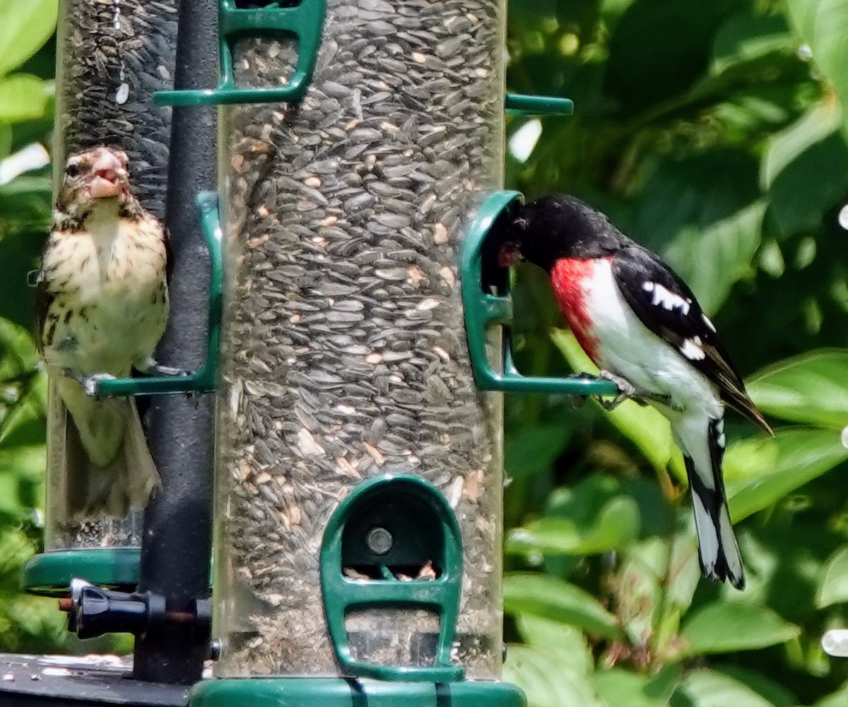 Rose-breasted Grosbeak - Celeste Echlin