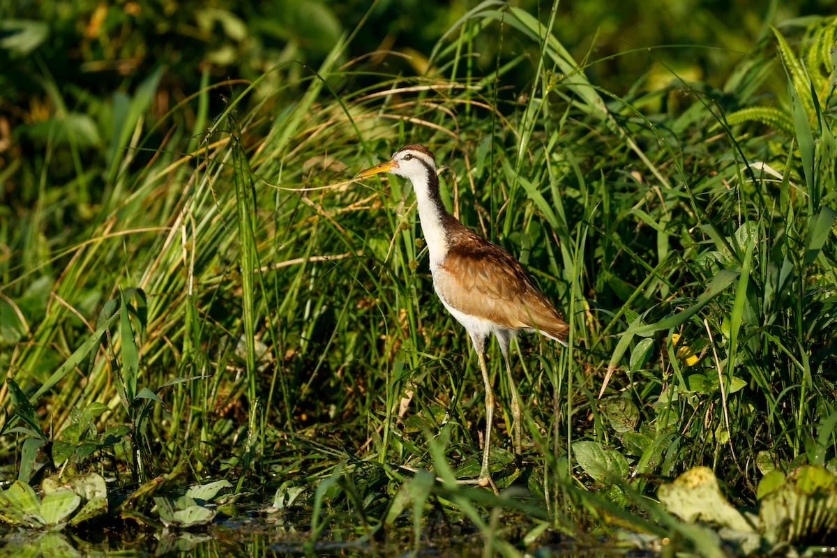 Wattled Jacana (Chestnut-backed) - ML620636550