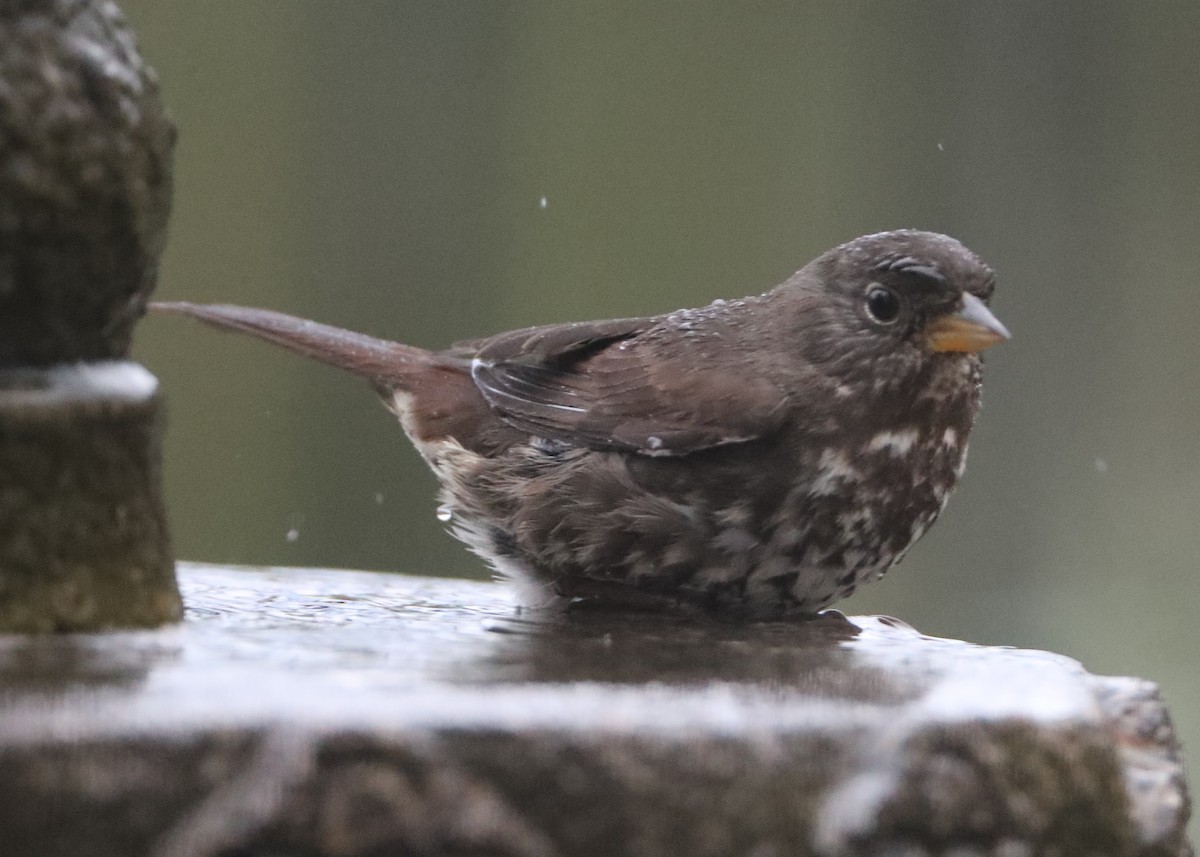 Fox Sparrow - ML620636555