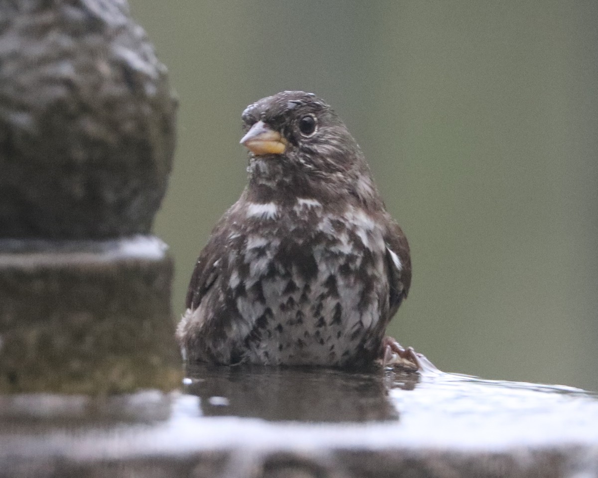 Fox Sparrow - ML620636556