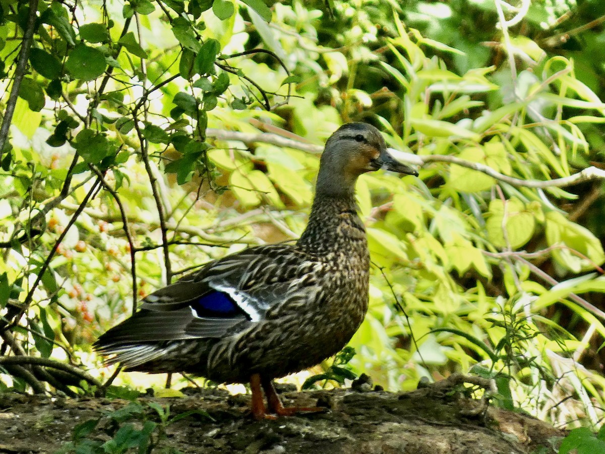 Mallard - ML620636557