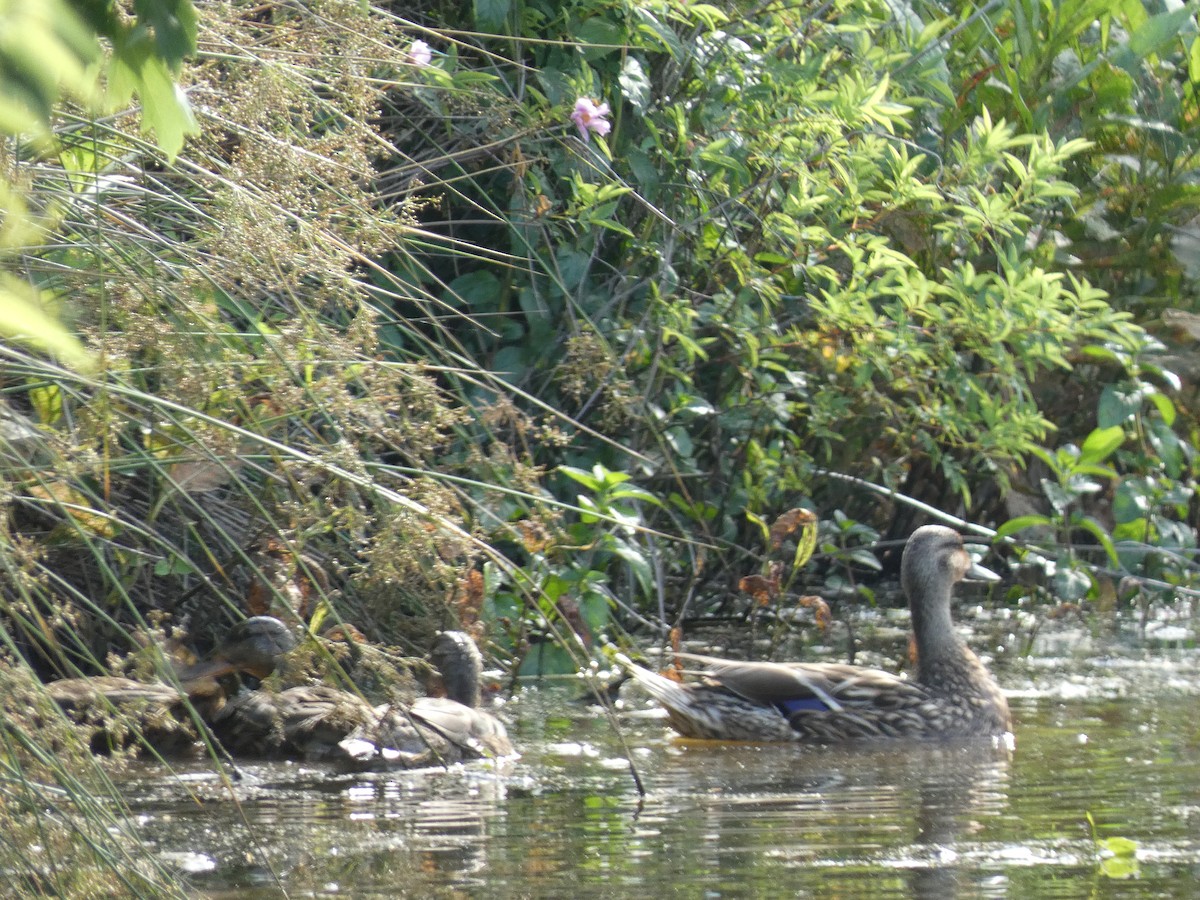 Mallard - ML620636558