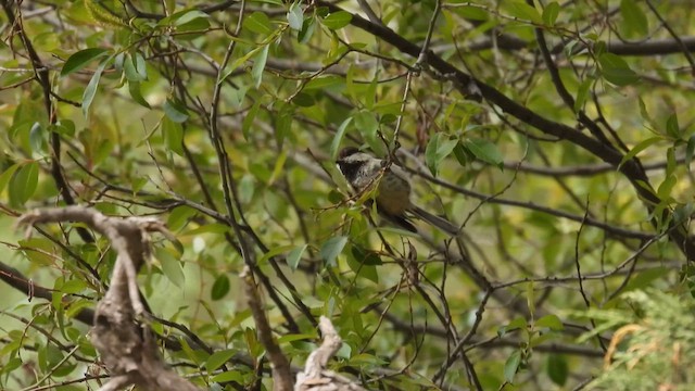 Willow Tit (Songar) - ML620636559