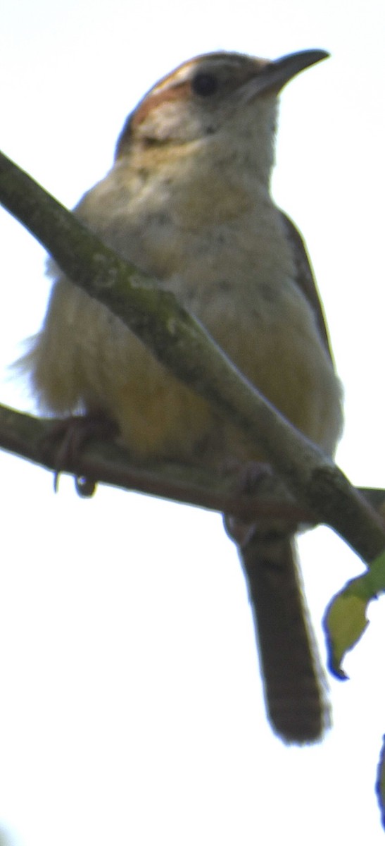 Carolina Wren - ML620636560