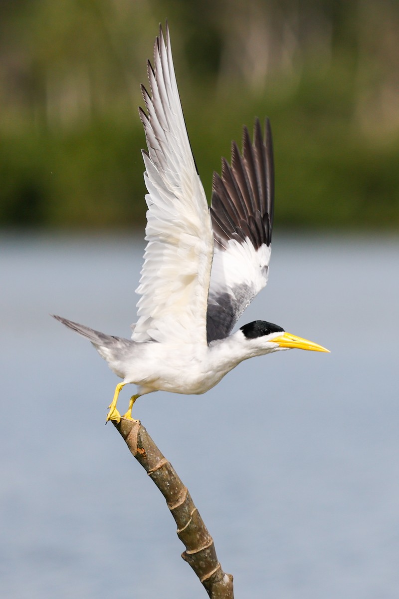 Large-billed Tern - ML620636561