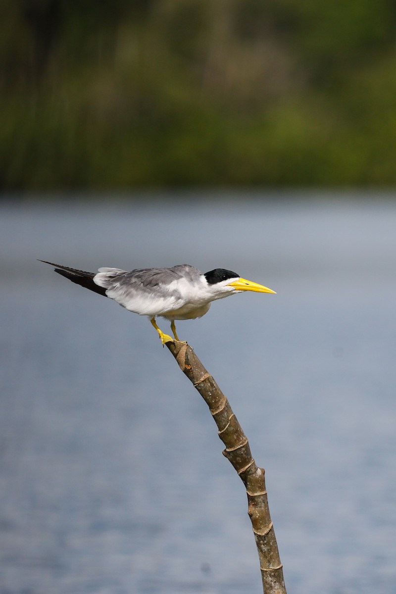 Large-billed Tern - ML620636562