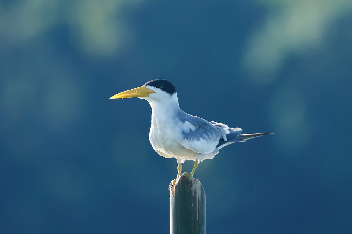 Large-billed Tern - ML620636563