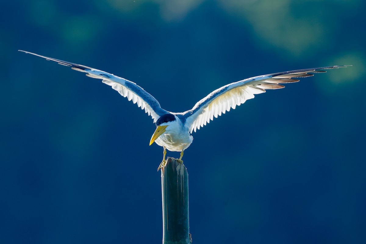 Large-billed Tern - Tom Feild