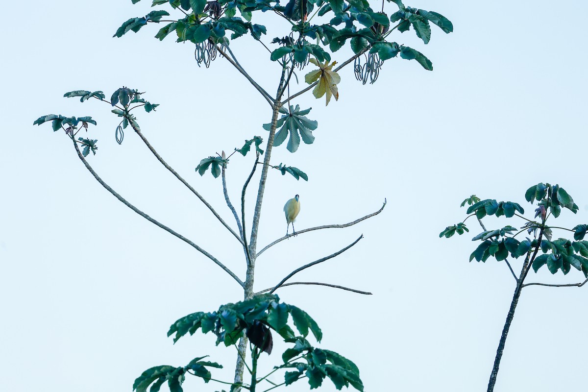 Capped Heron - ML620636566