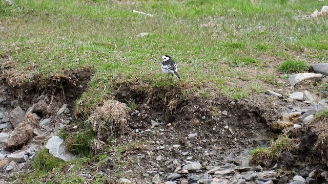 White Wagtail (White-faced) - ML620636567